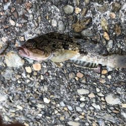 6/27　ちょい投げ釣り、ジギング